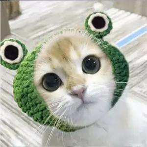 강아지 개구리 귀돌이 모자 1P 애견 겨울 외출 패션 강아지겨울모자 강아지개구리모자