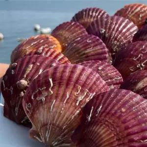 겨울철추천 석가세트 석화3KG+홍가리비2KG 조합