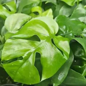 TC2 몬스테라 1+1 키우기쉬운 반려식물 플랜테리어