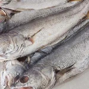 반건조 민어 4미 국내산