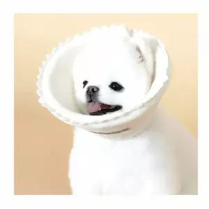 초코펫하우스 오가닉 넥카라 목커버 강아지 집 애완 용품 유기농 카라 보호대 애완견 넥