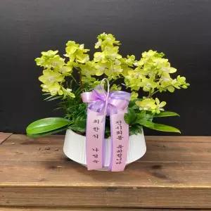 에일리 꽃선물 서양란 영전 승진 개업 이전 이사 어버이날 스승의날 감사 당일배송