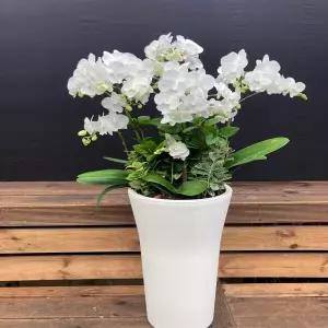 아마빌리스 꽃선물 서양란 영전 승진 개업 이전 이사 어버이날 스승의날 감사 당일배송