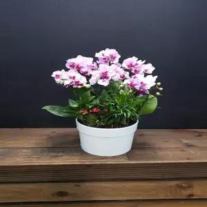 엘레강스 꽃선물 서양란 영전 승진 개업 이전 이사 어버이날 스승의날 감사 당일배송