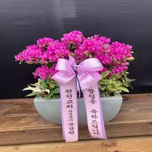 레드블럼 꽃선물 서양란 영전 승진 개업 이전 이사 어버이날 스승의날 감사 당일배송