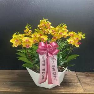 골든홍 꽃선물 서양란 영전 승진 개업 이전 이사 어버이날 스승의날 감사 당일배송