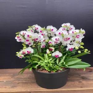 케인 꽃선물 서양란 영전 승진 개업 이전 이사 어버이날 스승의날 감사 당일배송