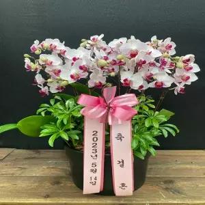 핑크립 꽃선물 서양란 영전 승진 개업 이전 이사 어버이날 스승의날 감사 당일배송