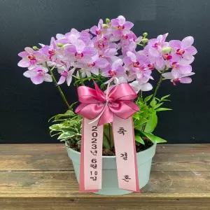 청풍 꽃선물 서양란 영전 승진 개업 이전 이사 어버이날 스승의날 감사 당일배송