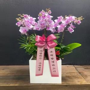 레이 꽃선물 서양란 영전 승진 개업 이전 이사 어버이날 스승의날 감사 당일배송