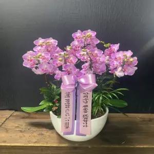 핑크호접란 꽃선물 서양란 영전 승진 개업 이전 이사 어버이날 스승의날 감사 당일배송
