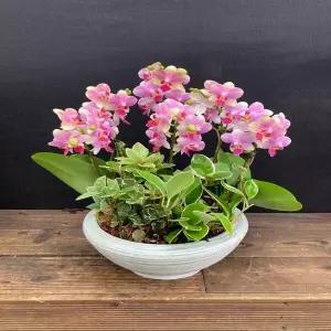 토니핑크 꽃선물 서양란 영전 승진 개업 이전 이사 어버이날 스승의날 감사 당일배송