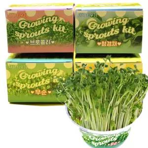 새싹채소 키우기 4종세트 브로콜리+무순+다채+청경채