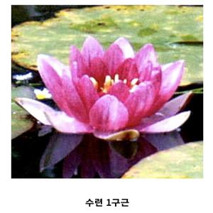 [신세계수족관] 수생식물 수련 1구근