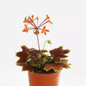 벤쿠버 제라늄 소형 야생화 반려식물 꽃모종