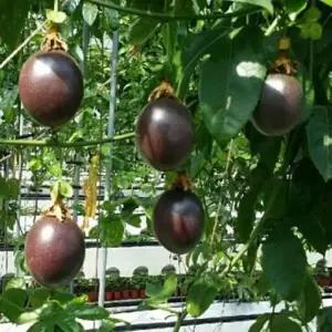 백향과묘목 백향과나무묘목