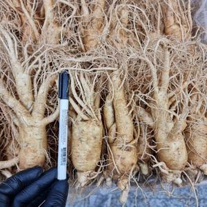 5년근 6년근 홍삼달임용 굵은 인삼 1kg  풍기인삼