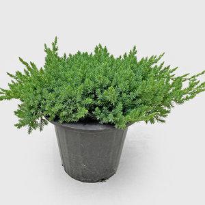 마이플랜트 눈좀향 눈향나무 실내공기정화 플랜테리어 중대형 식물