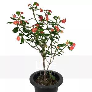 가시없는꽃기린(중품) 신종 꽃기린 키우기 선인장 다육이 꽃 나무 화분