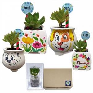 만들기대장- 다육식물 화분 꾸미기세트(식물보호케이스포함)