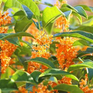 금목서나무 묘목 삽목2년 뿌리3개