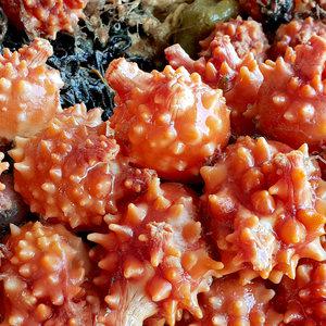 통영 제철 싱싱한 멍게  1kg(5~12미)