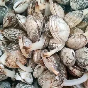 품질보장 제철 통영 다이버 왕바지락 1kg