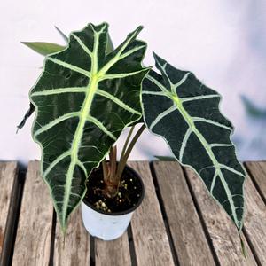 이삭 모종 거북알로카시아 - 키우기쉬운 공기정화식물