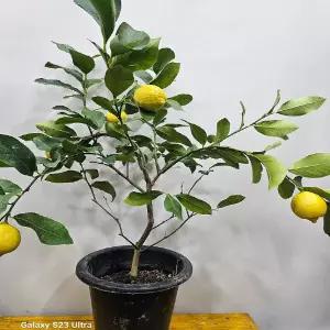 오리지날레몬나무(대품) 식용가능해요 높이 70~80cm