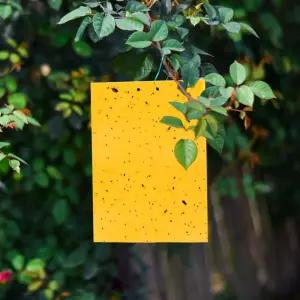 초파리 날파리 뿌리파리 하우스 벌레 끈끈이 10매 초파리트랩 끈끈이