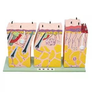 과학실 표피 진피 각질층 모낭 피부 구조 인체 모형 관찰실험 두뇌개발 만들기과확
