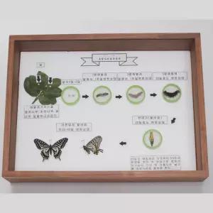 초등과학 호랑 나비 한살이 성장과정 호랑나비표본 사이언스 두뇌개발 수행평가 세특