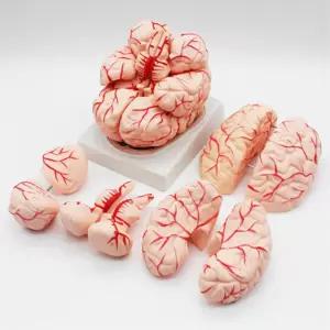 학교 과학실 병원 뇌 구조 기능 이해 인체 뇌모형 두뇌개발 체험수업 교과반영 학생용