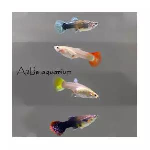 [에이투비]이쁜구피 암컷만 10마리 세트 / 암컷 / 10마리 / 랜덤발송