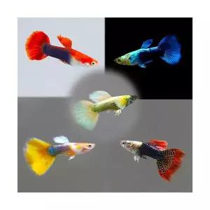 [에이투비]5가지색상 화려한 구피 10마리세트 / 10마리 / 랜덤발송