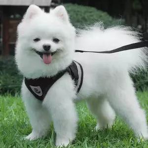 강아지 하네스 세트 리드줄 산책용품 목산책 애견 목줄 리드 목걸이 가슴