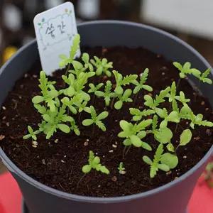 지렁이배양토 화분 쑥갓 씨앗 비료 텃밭 세트사무실 소형 키우기쉬운식물 집들이선물 에서키우기쉬운 아파