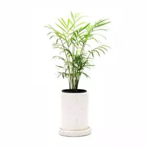 베하몰 시멘트 테라조 화분 대리석무늬 원형 11x15cm실내 식물 인리어 소품 정원 꾸미기 장식 디자인