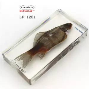 아크릴 3D 물고기 해부 실물 자연 관찰 표본 어류 과학 교구 초등 학교 과학실 중학교 생물