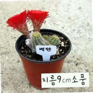 다육 손가락선인장 백단 키우기쉬운식물 백단향 선인