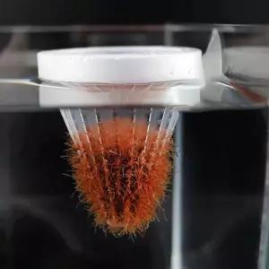 생먹이 트레이 스테이션 장구벌레 구피 냉짱 급여통 피딩컵 실지렁이 인디언 복어 추천 어항 기획상품