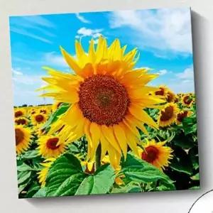 그림 인테리어 액자 해바라기 액자 그림 인테리어 (KYR-WE8A91A)