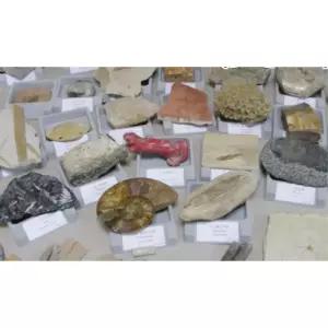 초등학교 중학교 과학실 복도 전시 화석 50종 실험실습 집중력 홈스쿨링 두뇌개발