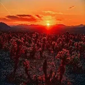 미서부 4대 캐년 9일#베스트상품 #대한항공 탑승 #조슈아트리 국립공원 #호스슈벤드 #4대국립공원 #3대도시