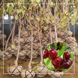 서울농원묘목/왜성체리 라핀스 체리나무 3년생 분묘(소) 자가수정 강산16호