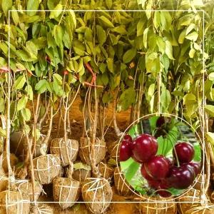 서울농원묘목/왜성체리 라핀스 나무 3년생 분묘(소) 대목 강산16호 체리나무