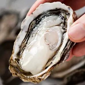 [대한민국농수산] 산지직송 통영 햇 생굴 500g X 4팩 (총 2kg)