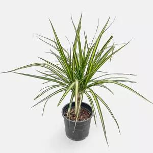 마이플랜트 드라세나 마지나타 중형 2개 공기정화식물 실내화초 반려식물 홈가드닝