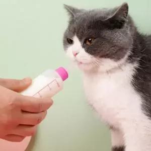 (타입 60ml 색상 랜덤)세트 젖병 강아지 애완동물 반려동물 60ml 고양이 세트 물병