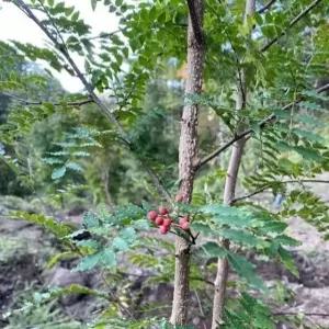 제피나무묘목 초피나무 가시없는 접목신품종 2년생빠른결실 유실수 약용수 조경수(TB)